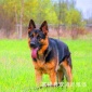 2.3个月的德牧图片 纯种**牧羊犬价格 成年黑背犬哪里有卖的