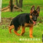 **牧羊犬多少钱 活体 成年犬黑背 纯种黑背犬多少钱一只 包运