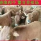 山东牛羊交易市场 山东肉牛价格 山东鲁西黄牛多少钱一头