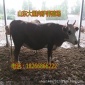 山东牛羊交易市场 山东肉牛价格 山东鲁西黄牛多少钱一头a
