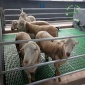 塑料羊粪板 新式塑料羊床 羊圈漏粪板