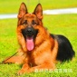 出售成年弓背**牧羊犬 黑背犬狼青幼犬 黑贝多少钱价格