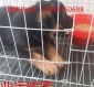 南宁黑背犬养殖基地，小黑贝犬价格